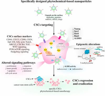 Phytochemical-based nanodrugs going beyond the state-of-the-art in cancer management—Targeting cancer stem cells in the framework of predictive, preventive, personalized medicine